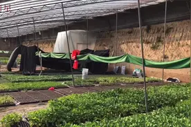农村新型育苗塑料大棚，在地下建造，这样建造的大棚都有什么好处视频封面