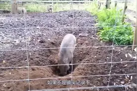 野猪被猎人捉住后，开启了挖洞逃生之路，镜头记录全过程