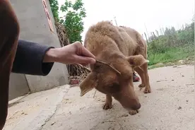 土狗就是忠诚，走丢3个月还回来了，眼睛还弄伤了不知道什么原因视频封面