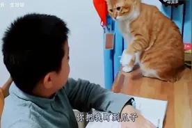 搞笑四川方言 猫：看我干嘛，我脸上有答案啊