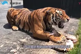 东北虎大战西伯利亚狼群，绝对实力的碾压，谁说猛虎架不住狼群视频封面