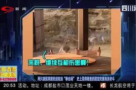 袋鼠泛滥！两袋鼠将居民后院当拳击场，澳洲政府鼓励大家多吃国宝视频封面