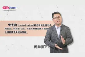 感统知识百科：从演化的角度来看，脑沟和脑回意义非凡