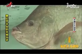 奥尼罗非鱼1：奥尼罗非鱼食性广，抗病性强，杂交优势明显视频封面