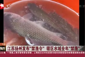 禁令来了！江苏扬州发布“禁渔令” ，水生动植物一律不准捕捞！视频封面