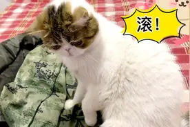 大家都说猫咪的反应速度是蛇的七倍？我怎么觉得不像呢？视频封面