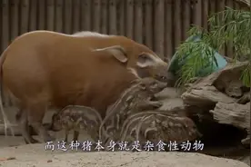 红河猪泛滥成灾, 繁殖力太强悍！网友：啥时候引入中国？