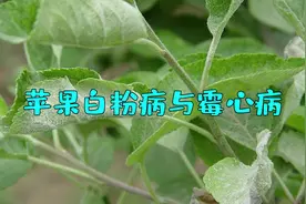 苹果白粉病与霉心病，你了解吗？怎么区别？