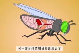 十万个为什么75——苍蝇为什么不怕脏，儿童拓展知识面好帮手