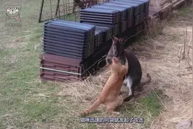 猫咪误把袋鼠当成了大老鼠，袋鼠是否能打得过，场面十分搞笑视频封面