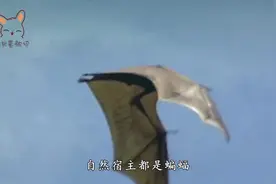 蝙蝠身上携带500多种病毒！为何蝙蝠安然无恙？看完大开眼界