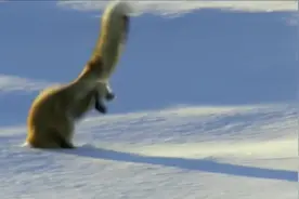 狐狸在雪地里抓老鼠，头直接扎进雪地里视频封面
