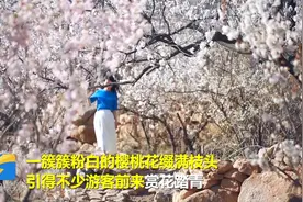 美美美！春光烂漫花如雪，日照五莲樱桃花开，一簇簇粉白缀满枝头视频封面