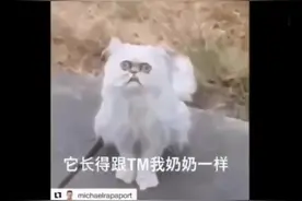 这是什么猫？？看把外国小哥吓的，叫妈都不管用视频封面