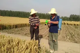 辣椒什么时间打顶合适？去掉几个叶子剩几个叶子？现场给大家看看