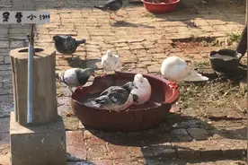 农村小伙养鸽子，幼鸽都这么大了种鸽还在抱着，看完小伙不淡定了