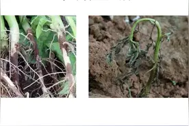 马铃薯幼苗期黑痣病的发生特点和防治方法视频封面