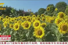 柳州园博园3000平向日葵花海美如油画图片