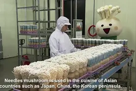 你们喜欢吃的金针菇 原来是这样种植和到达我们的餐桌的