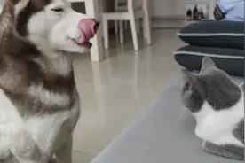 猫咪怀孕50多天肚子大的像个球，主人去摸又咬又挠，二哈也护着它