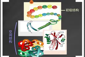 生物精品微课 蛋白质为何如此多样