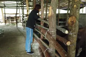 花22万拉回来的牛，刚进牛舍看到的一幕，让农村姑娘有些担心