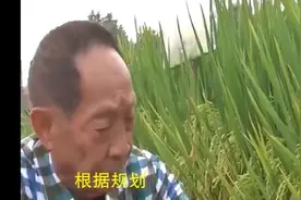 袁隆平迪拜沙漠造水稻，解决全球粮食危机，西方媒体集体赞叹
