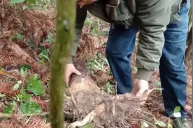竹笋移栽有技巧，竹笋这样种成活率最高视频封面