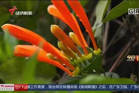 东莞：清明期间，全市暂停现场祭扫活动，员工帮忙清扫视频封面