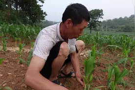 农人老降学了一招，把玉米头割掉，据说玉米长势会好，现在咋样了视频封面