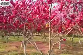 在路上 | 滹沱北岸赏碧桃视频封面