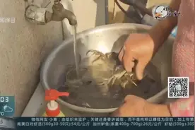 “四团特产”平安蟹正当季  小个头也有鲜美风味视频封面