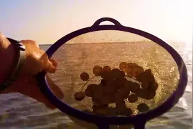 拿起抄网在海里打捞到很多稀有纯金硬币视频封面
