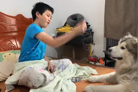 呆萌狗狗太搞笑了，陪小朋友一起日常玩耍互动，把主人笑得肚子痛视频封面