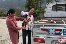 农村老曹买线鸡，听完价格后一口气买了9只，你猜花了多少钱