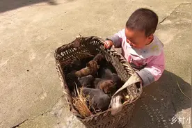 带8只虎斑小奶狗晒太阳，惊动了1岁多的小侄子，萌萌的画面很暖心