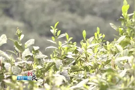 信阳：春茶正式开采  茶企茶农全面复工视频封面