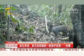 崇左弄岗：国家一级保护动物林麝首次“出镜”，嘴里还嚼着食物视频封面