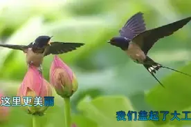 《大象鼻子长》《小星星》《小燕子》等八首经典好听儿童歌曲