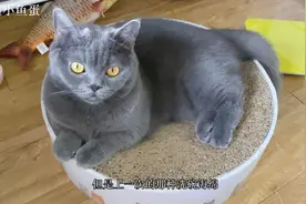 原来厨房用纸也能除猫毛，不粘手也不乱飘，挺好用