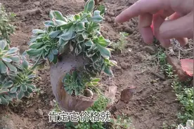 缀化的法师是怎么形成的？如何繁殖？听刚哥怎么说？视频封面