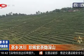 新沐川 我代言！茶乡沐川，珍稀紫茶隐深山视频封面