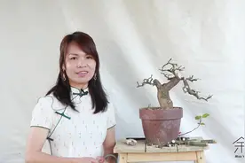 漂亮的大树型三角梅盆景，教你如何用岭南技法制作出来！视频封面