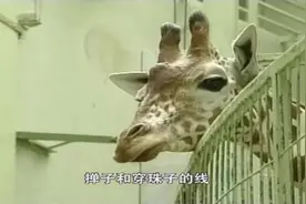 动物王国：长颈鹿头上萌萌的小角，究竟是拿来做什么用的呢？视频封面