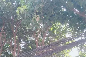 福州是个神奇的城市，这个季节树上还有芒果，不可思议。