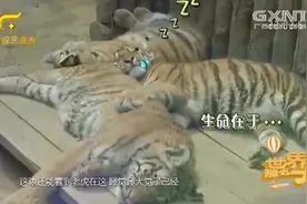 世界那么大：畅游东北虎林园，老虎为啥要和狮子关在一起？