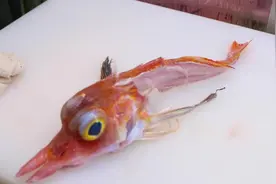 吃过会飞的飞鱼吗？日本厨师的飞鱼刺身,做成生鱼片，350块一条!视频封面