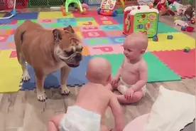 狗狗会分的清双胞胎谁是谁吗？