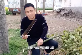 香樟树叶真能驱蚊虫吗为了证明有没有效果小伙把锯和砍刀都用上了