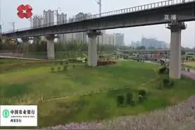 灞河左岸改造效果明显！改造中他亲力亲为，一起来了解他的故事视频封面